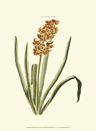Antique Hyacinth VIII