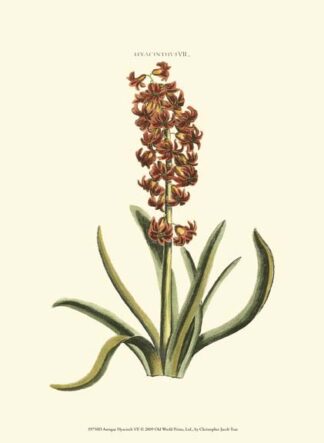 Antique Hyacinth VII