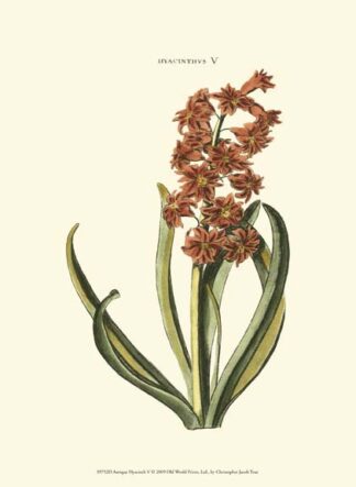 Antique Hyacinth V