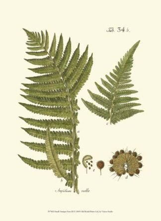 Small Antique Fern III