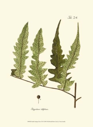 Small Antique Fern VII