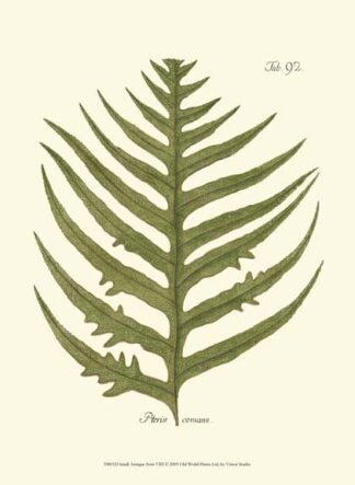Small Antique Fern VIII