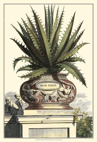 Antique Munting Aloe I