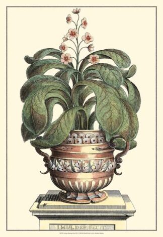 Antique Munting Aloe II