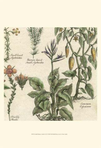 Small Delicate Garden II