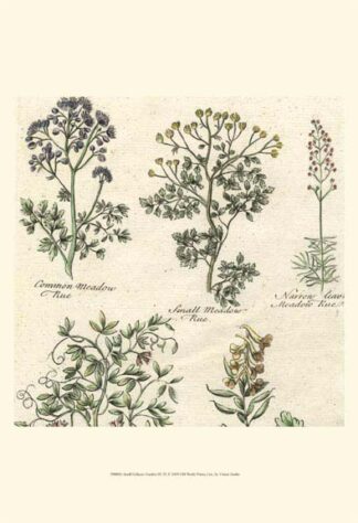 Small Delicate Garden III