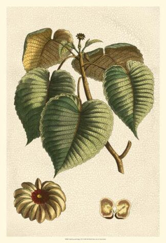 Small Seasonal Foliage I