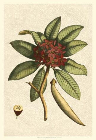 Small Seasonal Foliage III