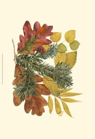 Sm Wh Oak,Balsam Fir&Yw Birch