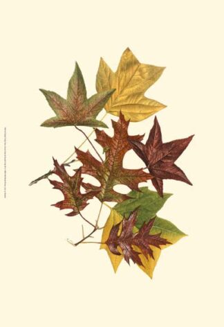 Sm Tulip Tree,Sw Gum&Scarlet Oak