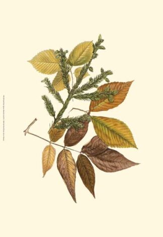 Sm Elm, Spruce, Beech & Ash