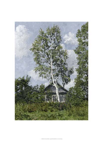 Birch Tree Near Dwelling