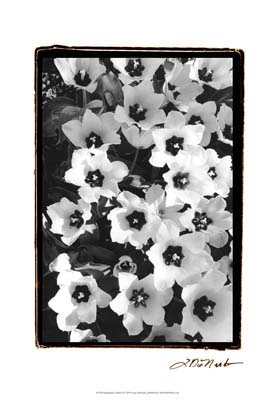 Springtime Garden II