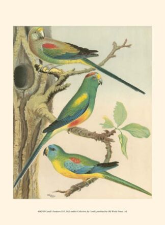 Cassell's Parakeets II