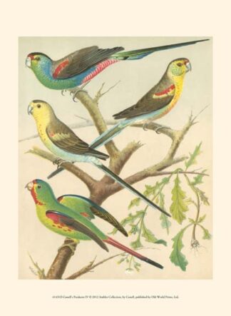 Cassell's Parakeets IV