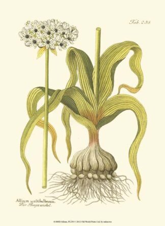 Allium, Pl. 258