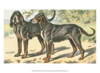 Man's Best Friend XI