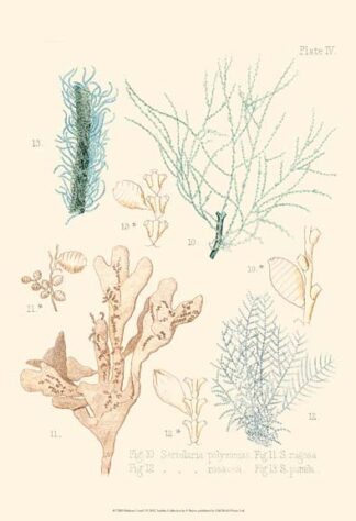 Delicate Coral I