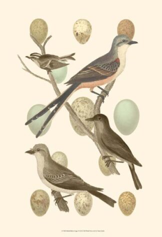 British Birds and Eggs I