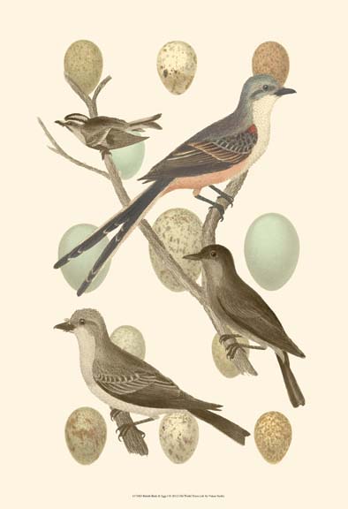 British Birds and Eggs I
