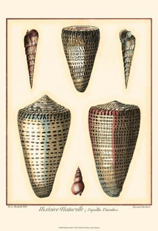 Redoute Shells I