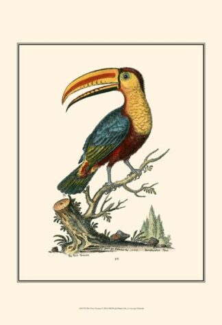 The Toco Toucan