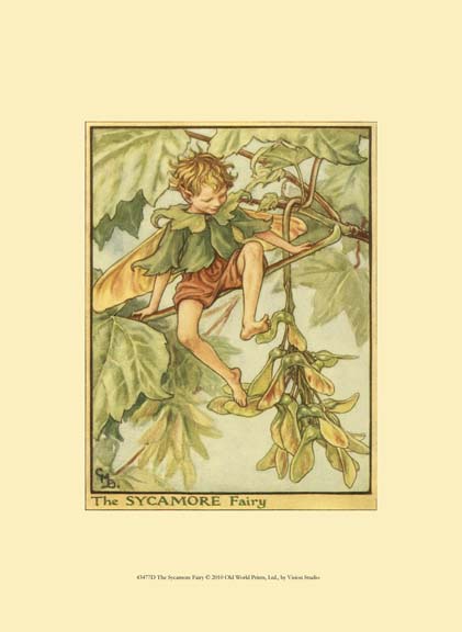 The Sycamore Fairy