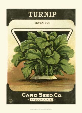 Turnip