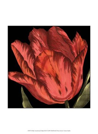 Mini Transitional Tulip II