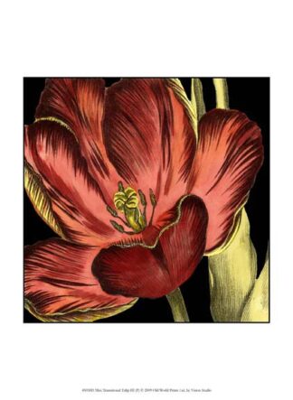 Mini Transitional Tulip III