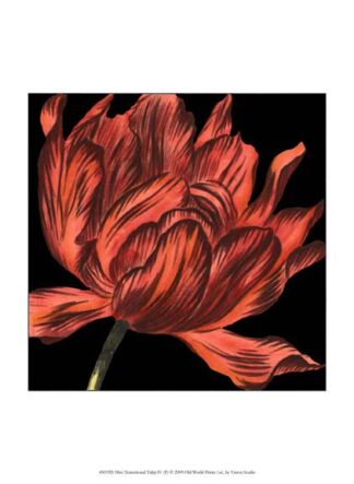 Mini Transitional Tulip IV