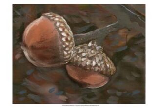 Quercus Palustris II