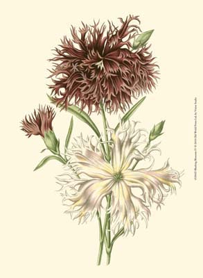 Blushing Blossoms IV