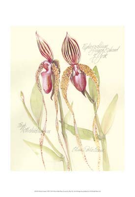 Elissa's Garden VIII