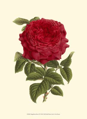 Magnificent Rose II
