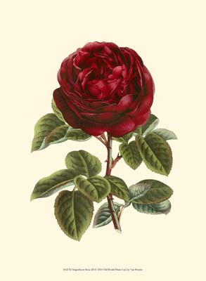 Magnificent Rose III