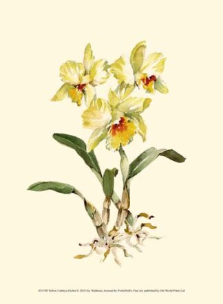 Yellow Cattleya Orchid