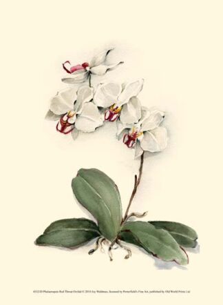 Phalaenopsis Red Throat Orchid