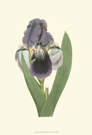 Iris Varieties III
