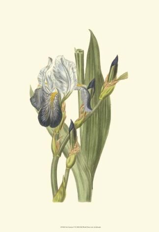 Iris Varieties V