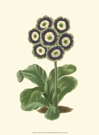 Antique Primula II