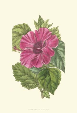 Antique Hibiscus II