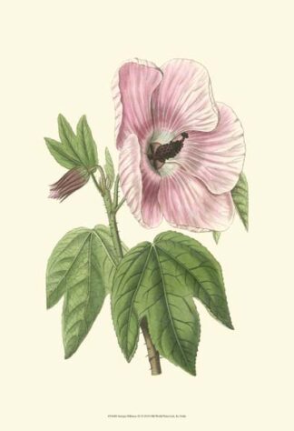 Antique Hibiscus III