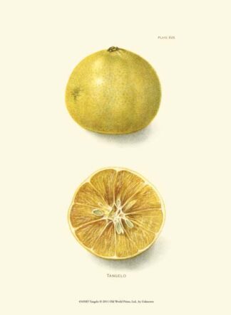 Tangelo