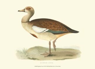 Egyptian Goose