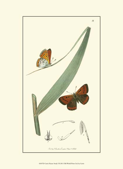 Curtis Nature Study I