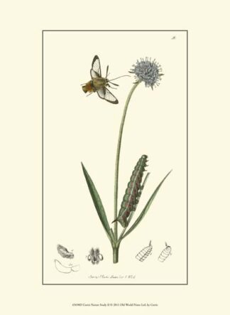 Curtis Nature Study II