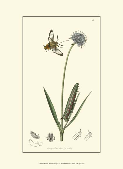 Curtis Nature Study II