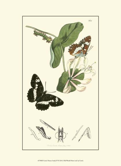 Curtis Nature Study IV