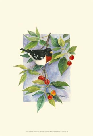 Red-Breasted Grosbeak